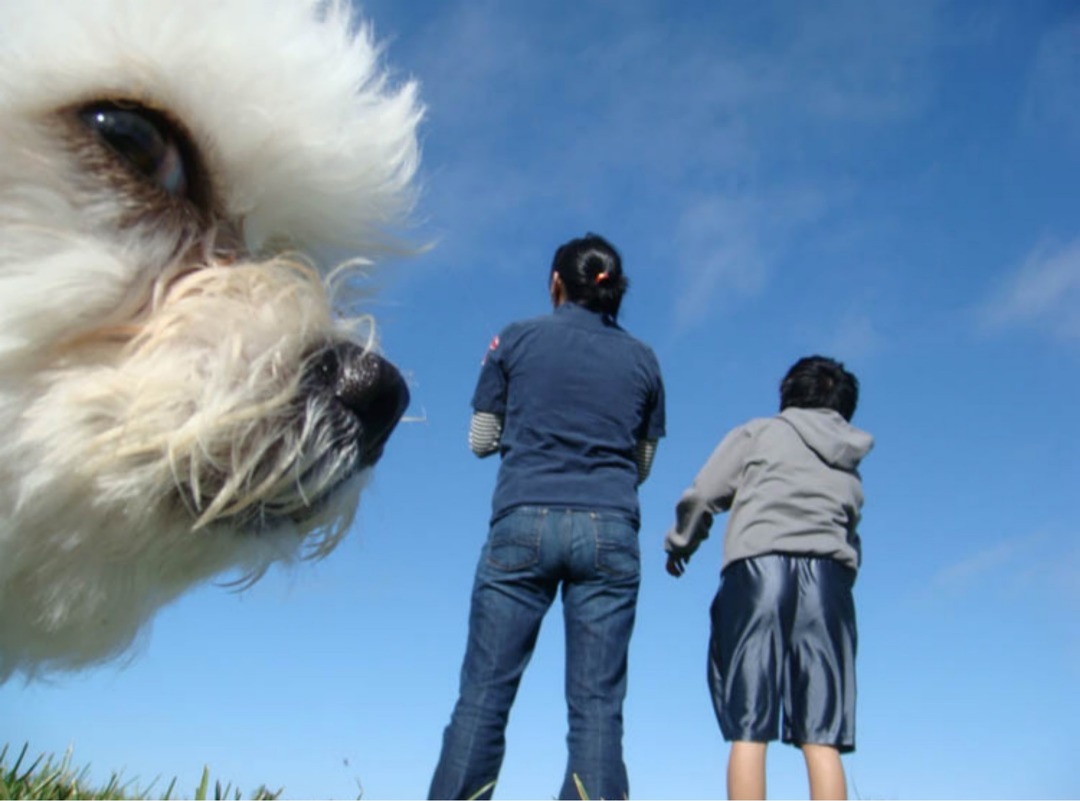 A close-up of a fluffy white dog's face, with two people and a child in the background against a clear blue sky.