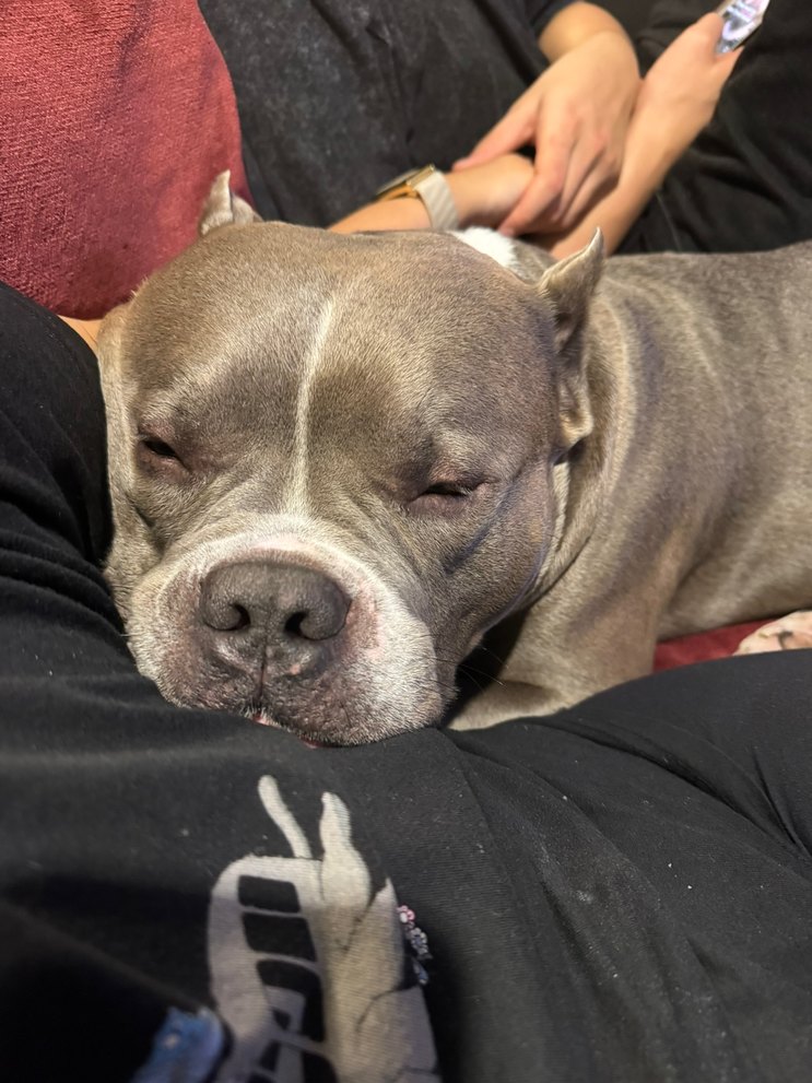 The dog is sleeping on someone's lap.