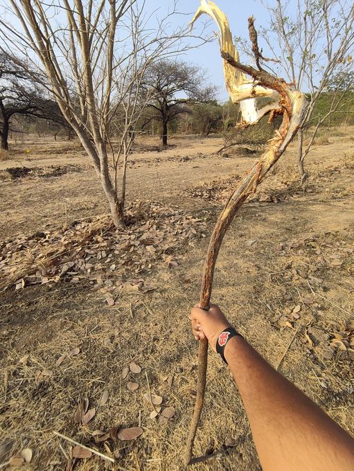 The video shows a person holding a stick in a dry, outdoor environment. The stick appears to be made from a branch of a tree, and it is quite long and gnarled. The person is holding the stick with their right hand, and their arm is visible in the foreground. The background of the video is a dry, dusty landscape with trees and bushes. The sky is cle