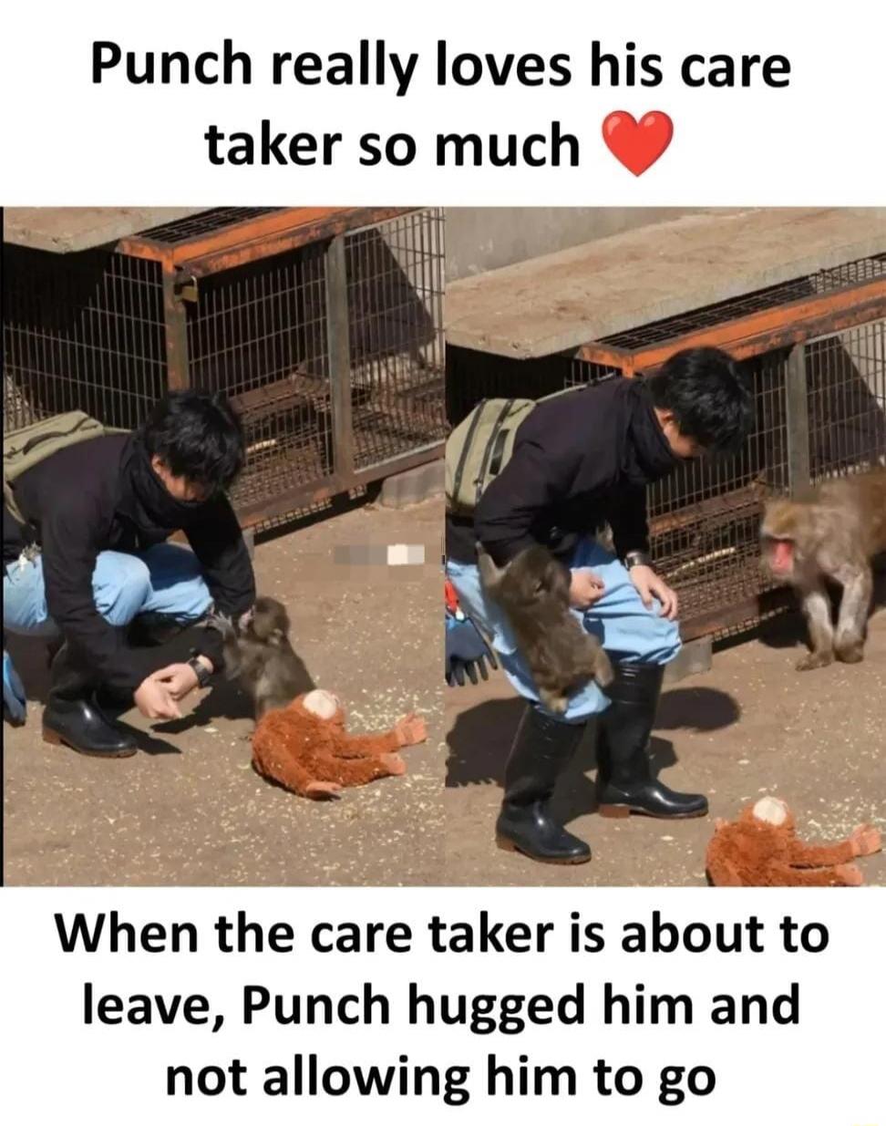 Punch really loves his care taker so much. When the care taker is about to leave, Punch hugged him and not allowing him to go