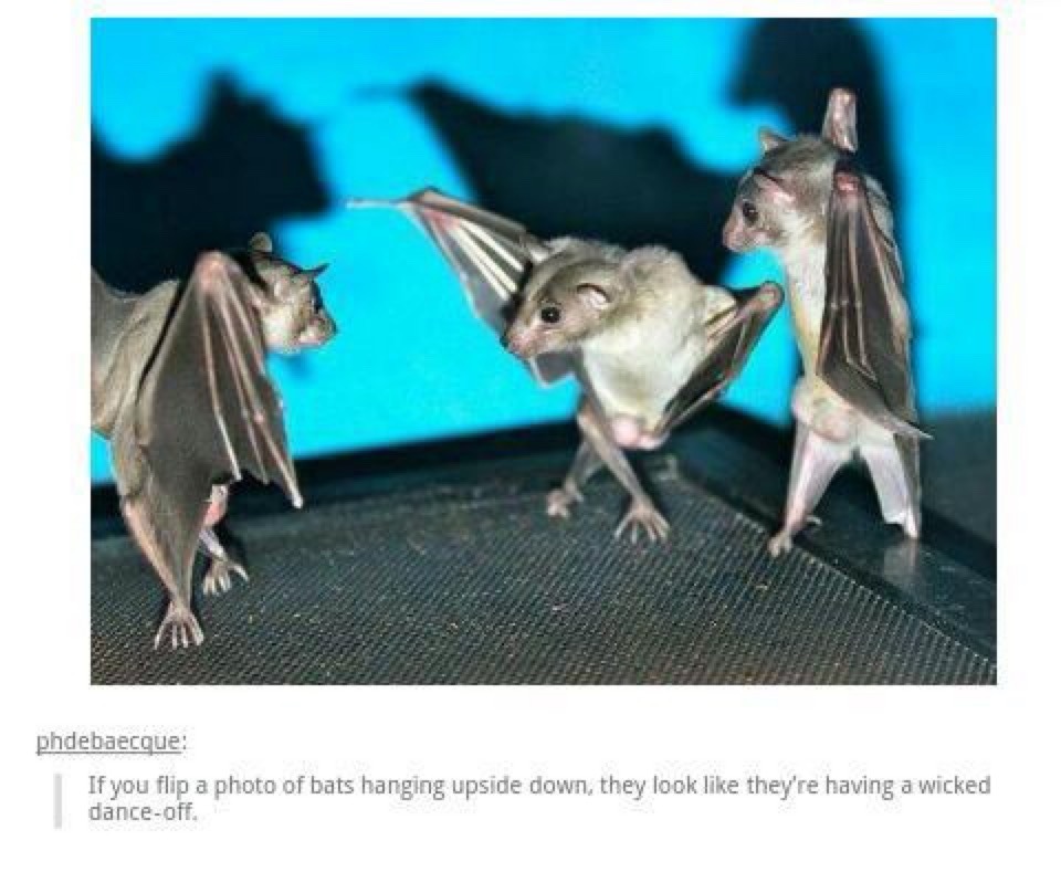 If you flip a photo of bats hanging upside down, they look like they're having a wicked dance-off.