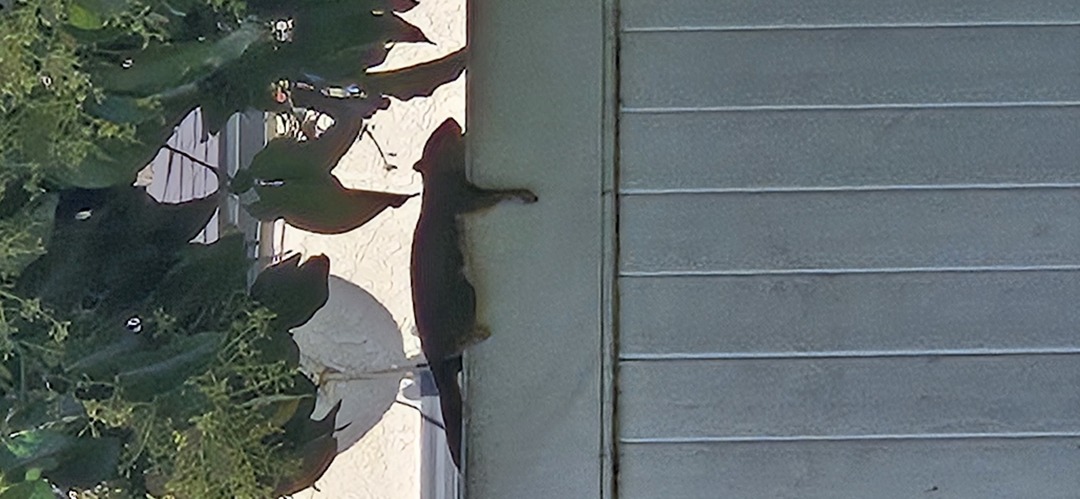 A squirrel is climbing up the side of a house.
