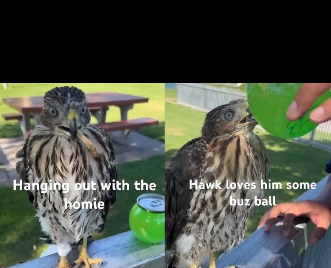 Hanging out with the homie. Hawk loves him some buz ball.