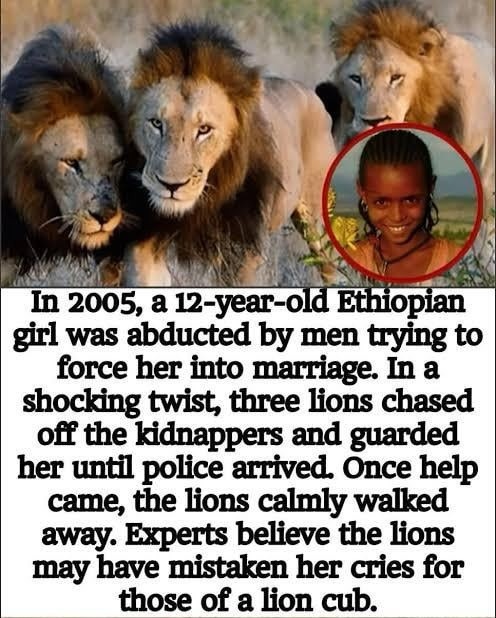 In 2005, a 12-year-old Ethiopian girl was abducted by men trying to force her into marriage. In a shocking twist, three lions chased off the kidnappers and guarded her until police arrived. Once help came, the lions calmly walked away. Experts believe the lions may have mistaken her cries for those of a lion cub.