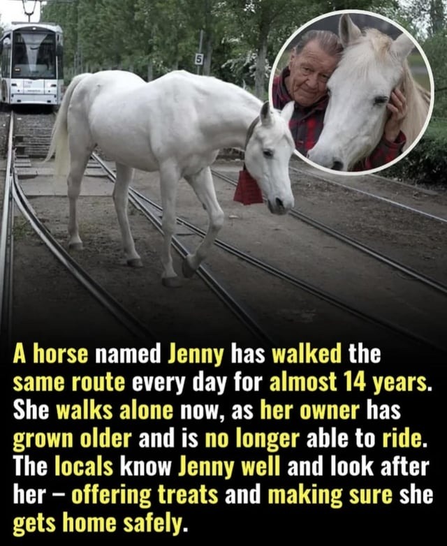 A horse named Jenny has walked the same route every day for almost 14 years. She walks alone now, as her owner has grown older and is no longer able to ride. The locals know Jenny well and look after her – offering treats and making sure she gets home safely.