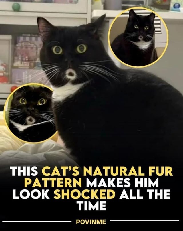 THIS CAT'S NATURAL FUR PATTERN MAKES HIM LOOK SHOCKED ALL THE TIME POVINME