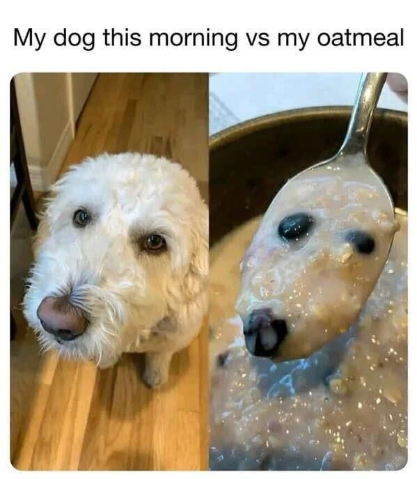 My dog this morning vs my oatmeal