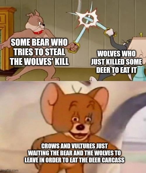 SOME BEAR WHO TRIES TO STEAL THE WOLVES' KILL WOLVES WHO JUST KILLED SOME DEER TO EAT IT CROWS AND VULTURES JUST WAITING THE BEAR AND THE WOLVES TO LEAVE IN ORDER TO EAT THE DEER CARCASS