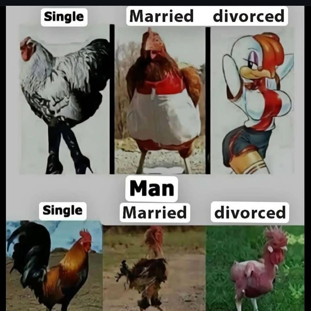 Single Married divorced (top row shows a chicken in boots, a chicken in an apron, and a cartoon chicken character with exaggerated features). Man Single Married divorced (bottom row shows a healthy rooster, a disheveled rooster, and a plucked rooster).
