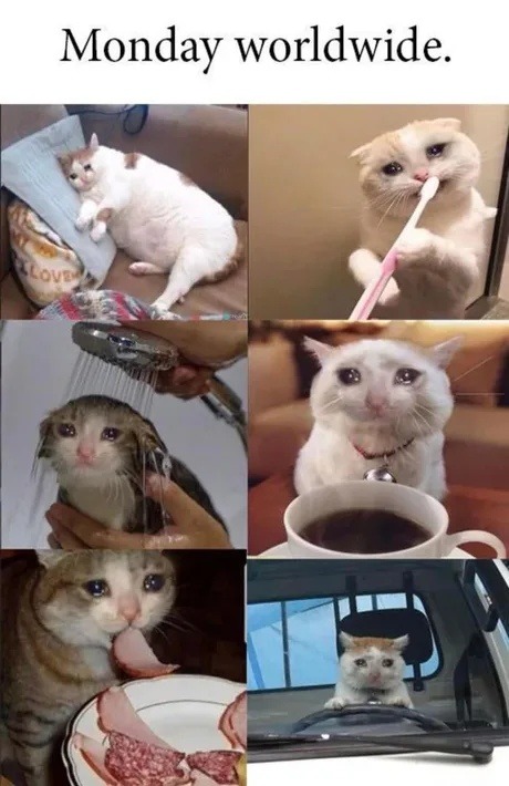 Monday worldwide. A collage of six images showing different cats looking sad and miserable in various situations: a fat cat lying on a pillow, a cat brushing its teeth, a cat taking a shower, a cat looking at a coffee cup, a cat eating ham, and a cat driving a car. All images convey a feeling of dread and sadness associated with Monday.
