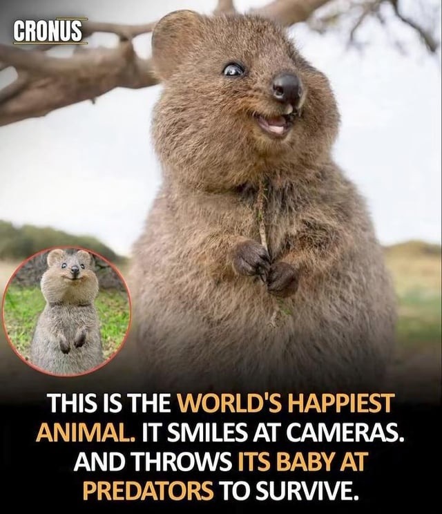 CRONUS THIS IS THE WORLD'S HAPPIEST ANIMAL. IT SMILES AT CAMERAS. AND THROWS ITS BABY AT PREDATORS TO SURVIVE.