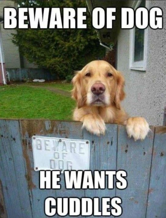 BEWARE OF DOG HE WANTS CUDDLES