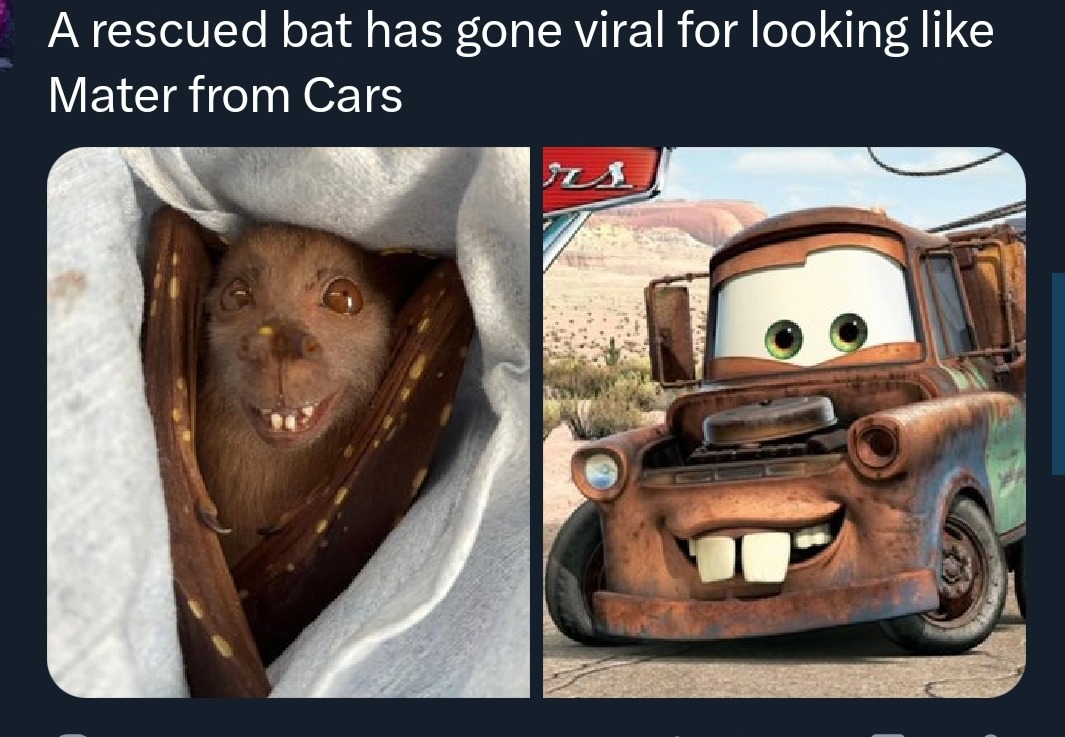 A rescued bat has gone viral for looking like Mater from Cars