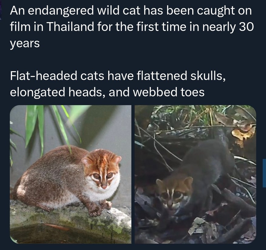 An endangered wild cat has been caught on film in Thailand for the first time in nearly 30 years. Flat-headed cats have flattened skulls, elongated heads, and webbed toes.