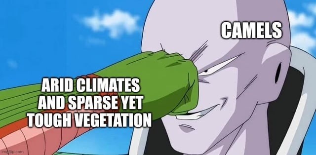 ARID CLIMATES AND SPARSE YET TOUGH VEGETATION CAMELS