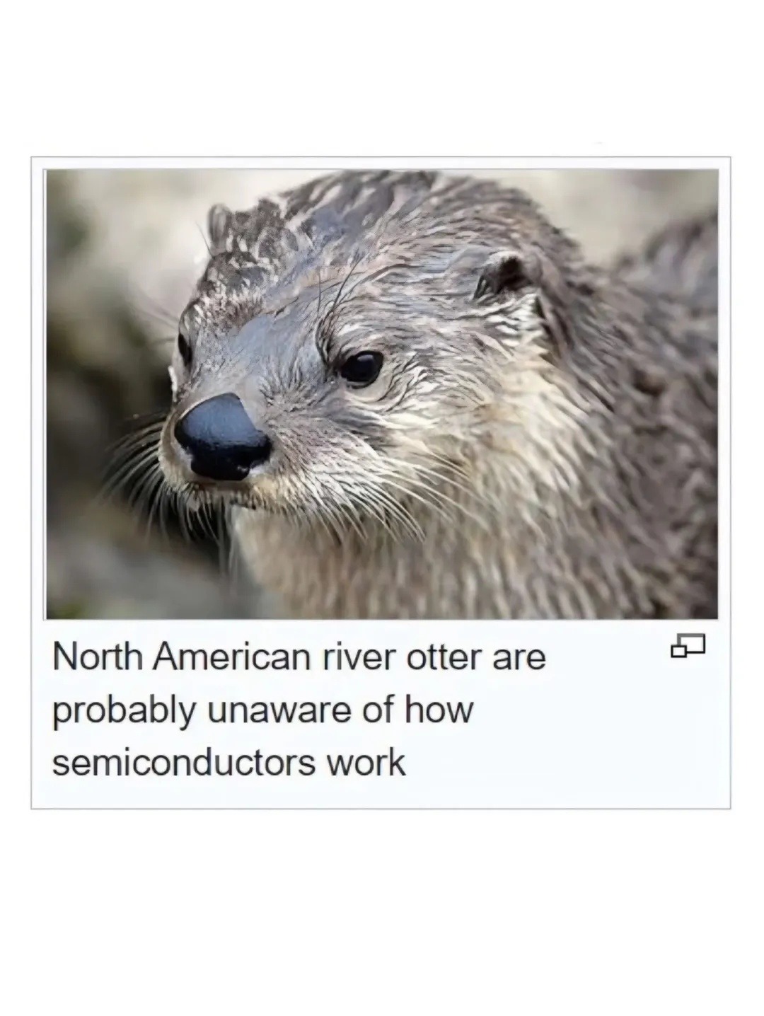 North American river otter are probably unaware of how semiconductors work