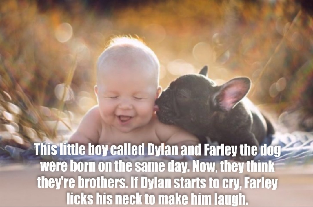 This little boy called Dylan and Farley the dog were born on the same day. Now, they think they're brothers. If Dylan starts to cry, Farley licks his neck to make him laugh.
