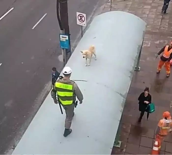 Proibido Estacionar. Um cachorro está em uma passarela elevada, e um oficial se aproxima dele.