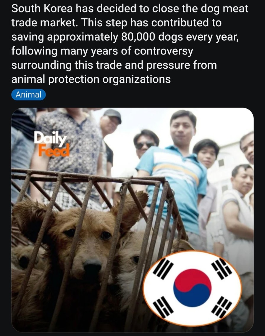 South Korea has decided to close the dog meat trade market. This step has contributed to saving approximately 80,000 dogs every year, following many years of controversy surrounding this trade and pressure from animal protection organizations. Daily Feed. Animal.