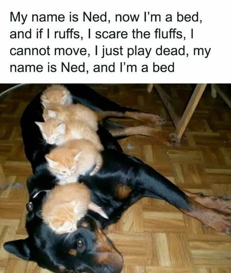 My name is Ned, now I'm a bed, and if I ruffs, I scare the fluffs, I cannot move, I just play dead, my name is Ned, and I'm a bed