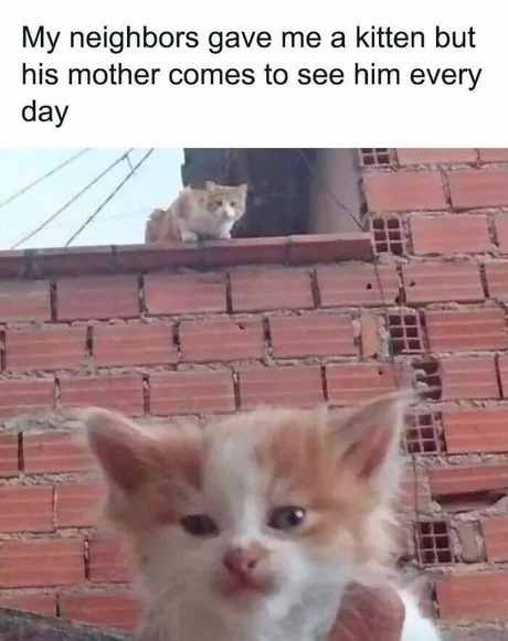 My neighbors gave me a kitten but his mother comes to see him every day