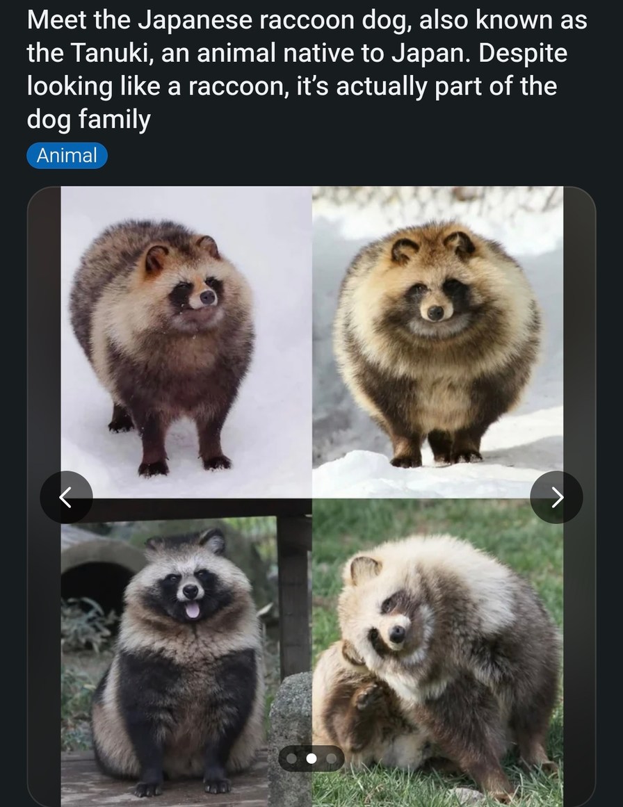 Meet the Japanese raccoon dog, also known as the Tanuki, an animal native to Japan. Despite looking like a raccoon, it's actually part of the dog family. Animal
