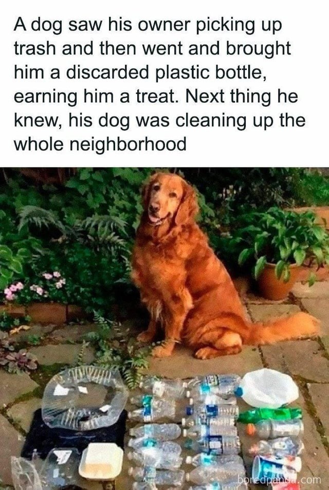 A dog saw his owner picking up trash and then went and brought him a discarded plastic bottle, earning him a treat. Next thing he knew, his dog was cleaning up the whole neighborhood