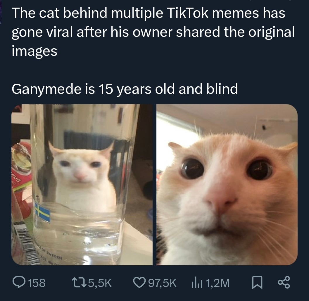 The cat behind multiple TikTok memes has gone viral after his owner shared the original images. Ganymede is 15 years old and blind.