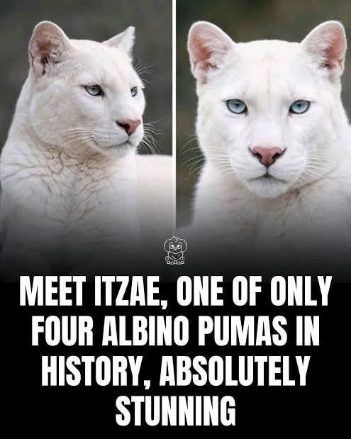 MEET ITZAE, ONE OF ONLY FOUR ALBINO PUMAS IN HISTORY, ABSOLUTELY STUNNING