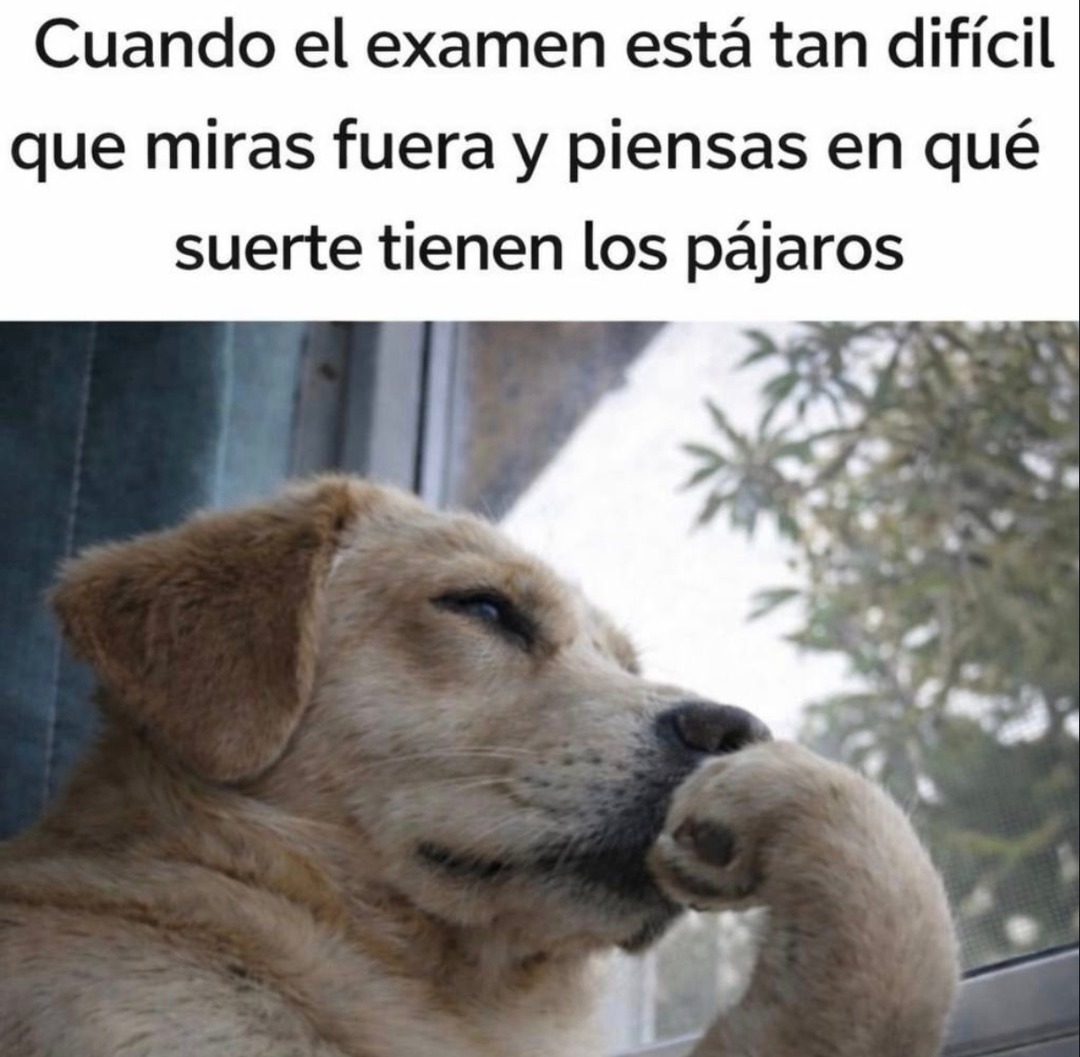 Cuando el examen está tan difícil que miras fuera y piensas en qué suerte tienen los pájaros