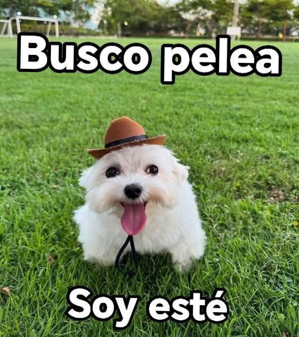 Busco pelea Soy esté