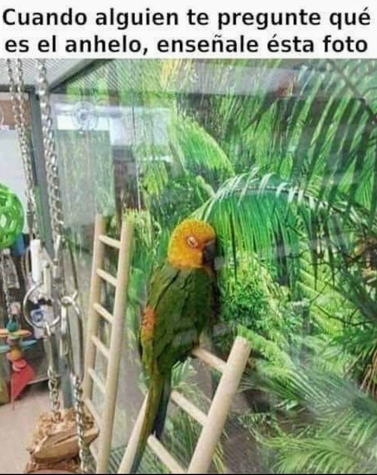 Cuando alguien te pregunte qué es el anhelo, enséñale ésta foto