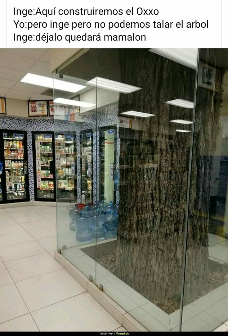 Inge: Aquí construiremos el Oxxo. Yo: Pero, Inge, pero no podemos talar el árbol. Inge: Déjalo, quedará mamalón.