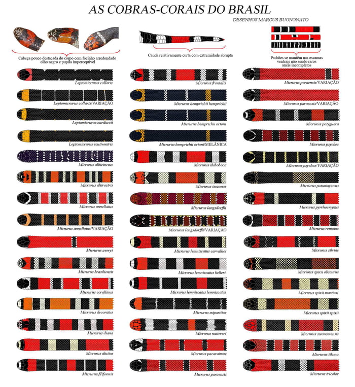 AS COBRAS-CORAIS DO BRASIL DESENHOS MARCUS BUONONATO Cabeça pouco destacada do corpo com focinho arredondado olho negro e pupila imperceptível Cauda relativamente curta com extremidade abrupta Padrões se mantêm nas escamas ventrais não sendo raros anéis incompletos Leptomicrurus collaris Leptomicrurus collaris VARIAÇÃO Leptomicrurus narduccii Lepto