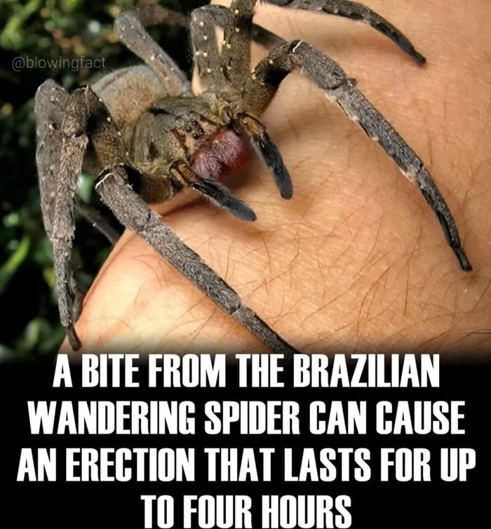 UMA MORDIDA DA ARANHA-ERRANTE BRASILEIRA PODE CAUSAR UMA EREÇÃO QUE DURA ATÉ QUATRO HORAS
