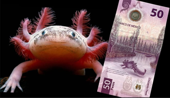 BANCO DE MÉXICO 50 PESOS CINCUENTA PESOS. Un ajolote y un billete de 50 pesos mexicanos con la imagen de un ajolote.