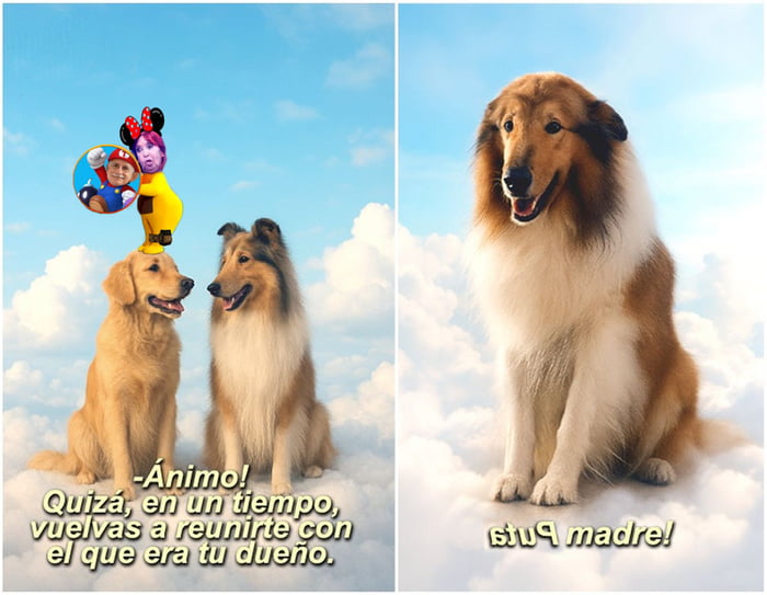 -Ánimo! Quizá, en un tiempo, vuelvas a reunirte con el que era tu dueño. Puta madre!