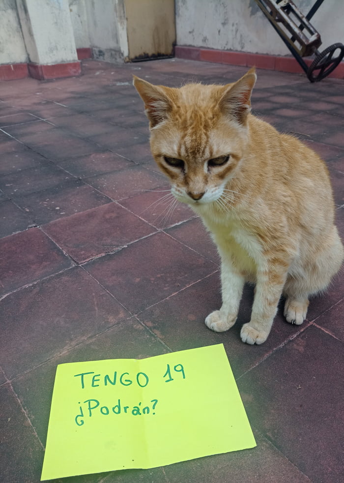 TENGO 19 ¿Podrán?