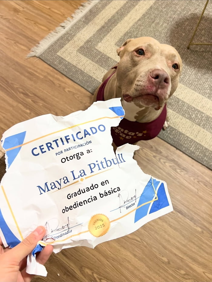 CERTIFICADO POR PARTICIPACIÓN Otorga a: Maya La Pitbull Graduado en obediencia básica PREMIOS 2025 Coordinador Director. El perro tiene una expresión de culpabilidad mientras sostiene el certificado de obediencia masticado.