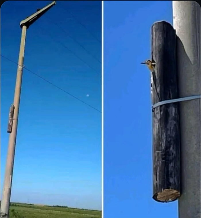 Un poste de electricidad con un pájaro asomándose de un agujero en un tronco de madera adjunto al poste.