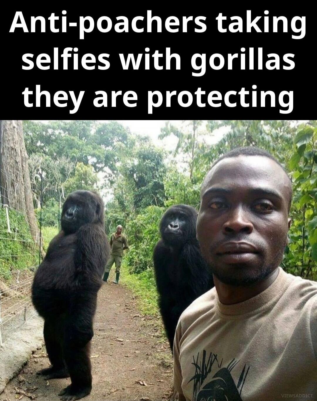 Anti-poachers taking selfies with gorillas they are protecting