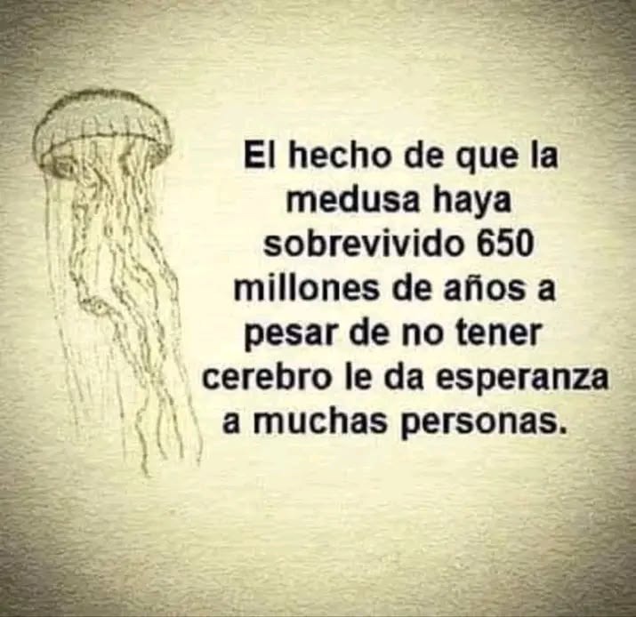 El hecho de que la medusa haya sobrevivido 650 millones de años a pesar de no tener cerebro le da esperanza a muchas personas.