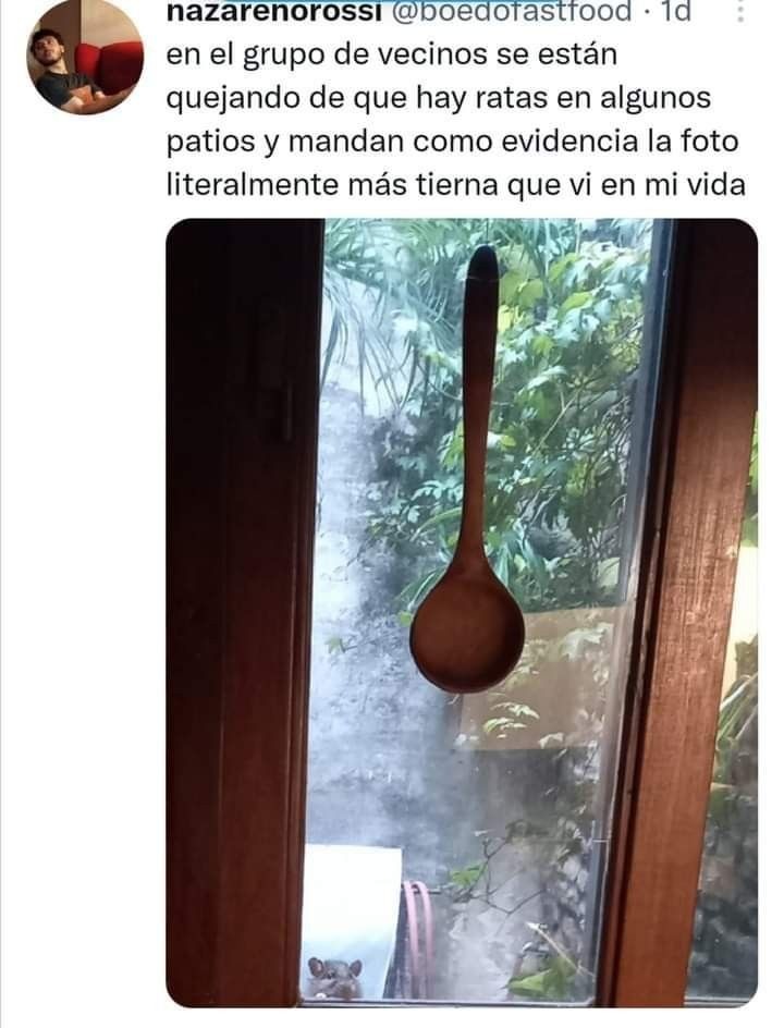 en el grupo de vecinos se están quejando de que hay ratas en algunos patios y mandan como evidencia la foto literalmente más tierna que vi en mi vida. La imagen muestra una cuchara de madera colgando en una ventana y una pequeña rata asomándose por la parte inferior.