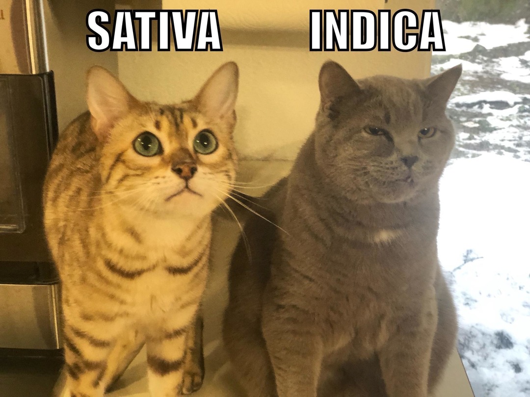 SATIVA INDICA