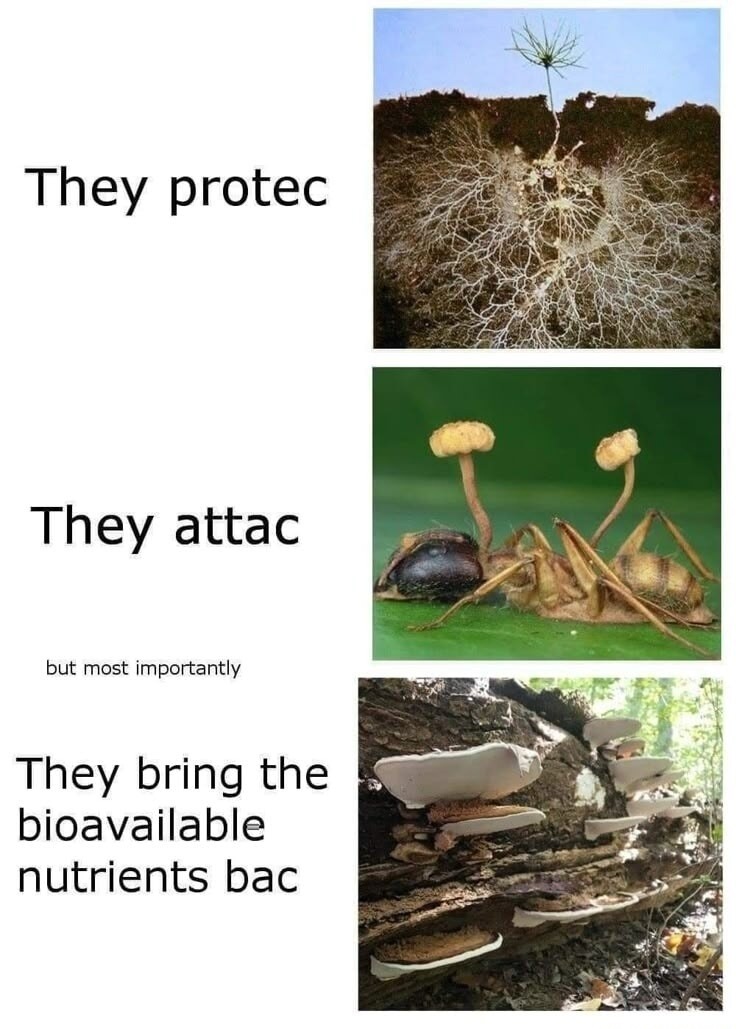 They protec. They attac. But most importantly, they bring the bioavailable nutrients bac.