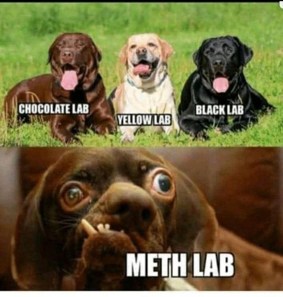 CHOCOLATE LAB YELLOW LAB BLACK LAB METH LAB