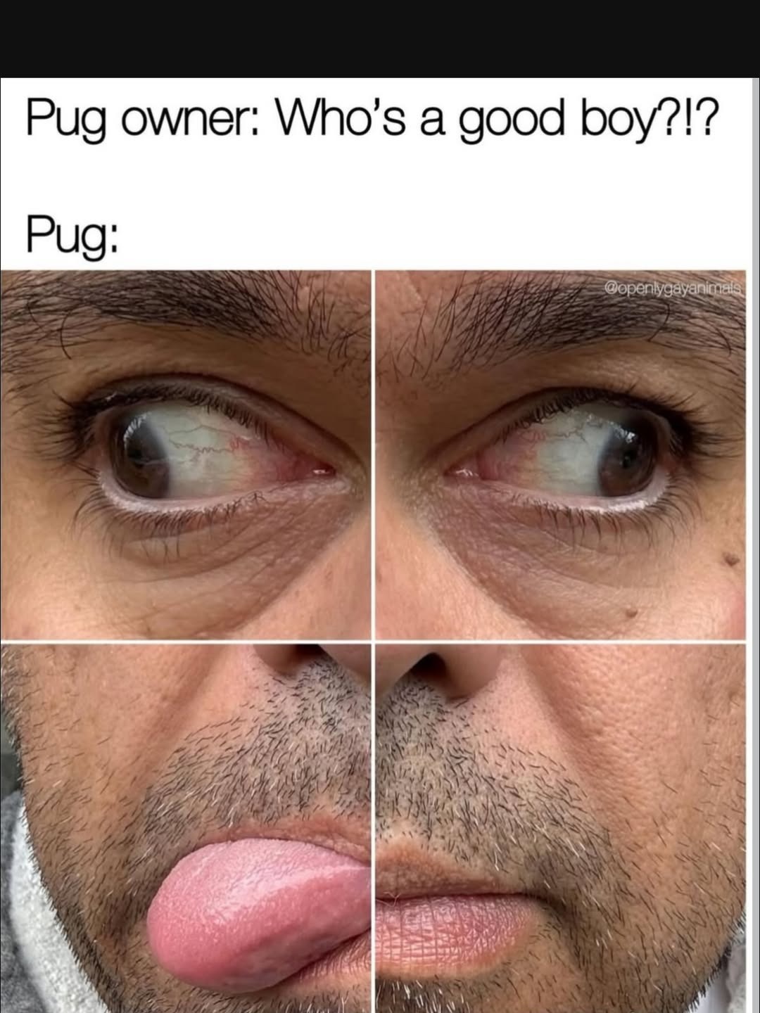 Pug owner: Who's a good boy?!? Pug: