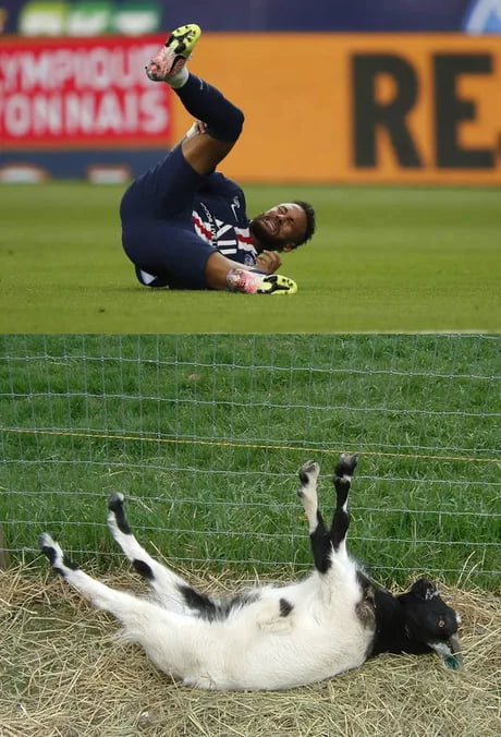 Um jogador de futebol, Neymar Jr., está deitado no chão de um campo de futebol, aparentemente com dor, segurando a perna. No painel de baixo, uma cabra está deitada de costas na palha, com as pernas para cima, imitando a pose do jogador. O texto no fundo do painel superior inclui 