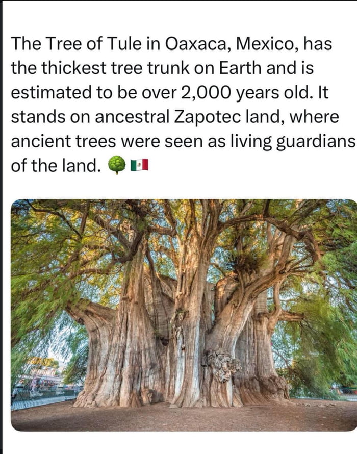 El Árbol del Tule en Oaxaca, México, tiene el tronco de árbol más grueso de la Tierra y se estima que tiene más de 2,000 años. Se encuentra en tierras ancestrales zapotecas, donde los árboles antiguos eran vistos como guardianes vivos de la tierra. 🌳🇲🇽