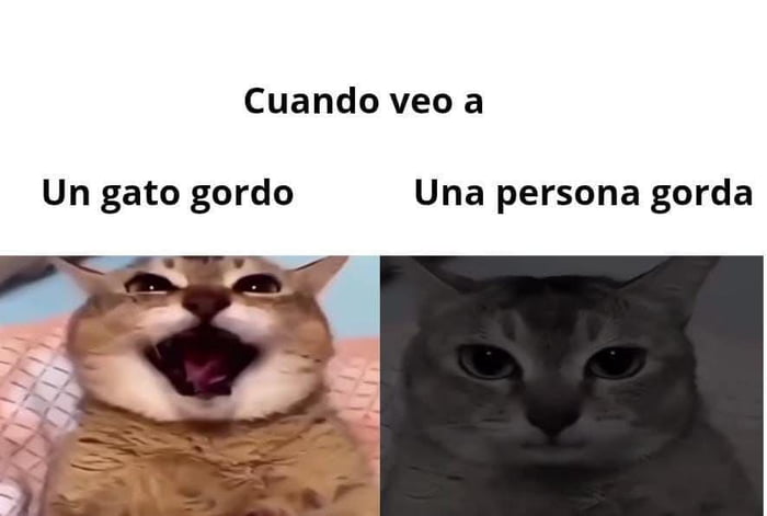 Cuando veo a Un gato gordo Una persona gorda